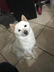 Lost Male Dog last seen Near Rowberry way, Toppenish, WA 98948