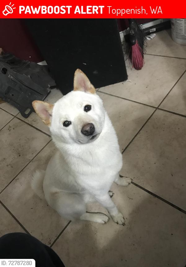 Lost Male Dog last seen Near Rowberry way, Toppenish, WA 98948