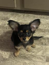 Lost Female Dog last seen Pepper Ave, Colton, CA 92324