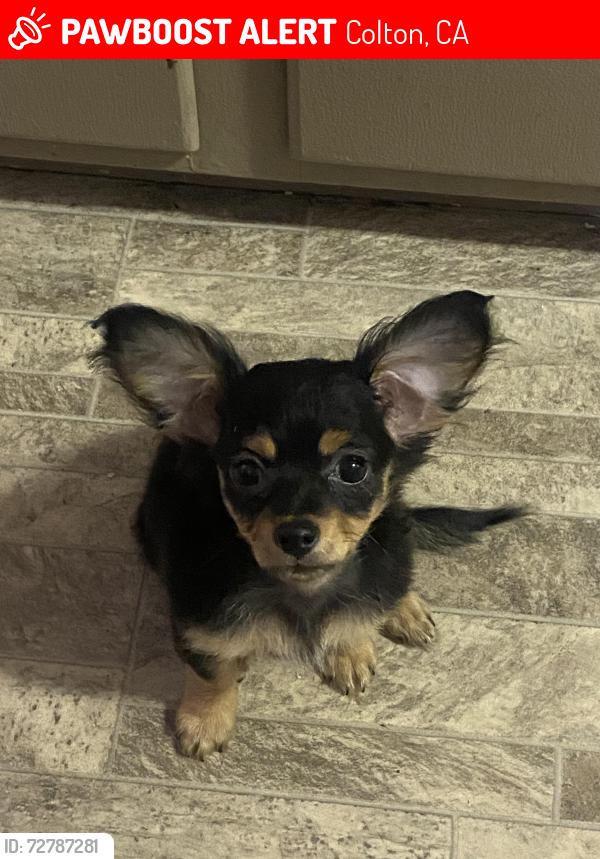 Lost Female Dog last seen Pepper Ave, Colton, CA 92324