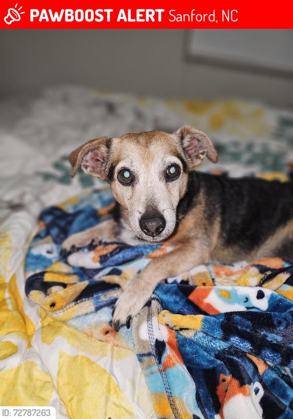 Lost Female Dog last seen Sean Ln and Nicole Dr, Sanford, NC 27332