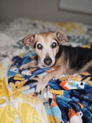 Lost Female Dog last seen Sean Ln and Nicole Dr, Sanford, NC 27332