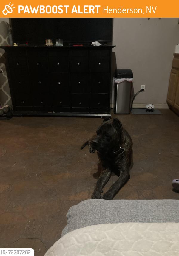 Found/Stray Male Dog last seen Silverado ranch and Edmond, Henderson, NV 89123