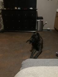 Found/Stray Male Dog last seen Silverado ranch and Edmond, Henderson, NV 89123