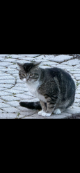 Found/Stray Male Cat last seen White lake road and old US 23 Fenton, Fenton, MI 48430