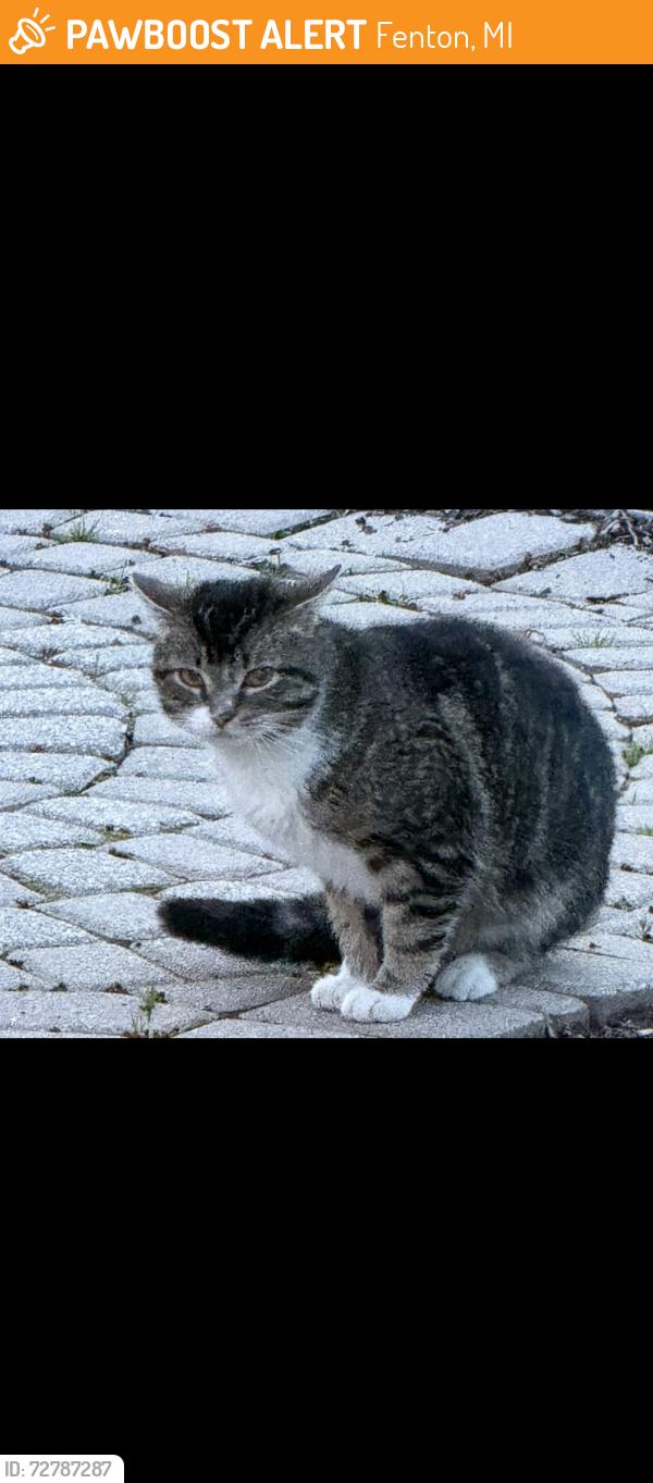 Found/Stray Male Cat last seen White lake road and old US 23 Fenton, Fenton, MI 48430