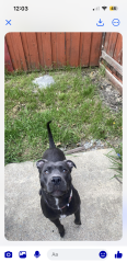 Found/Stray Female Dog last seen Gus Thommason , Mesquite, TX 75149