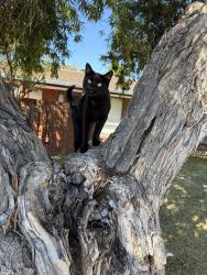 Lost Female Cat last seen Melbourne st, Sturt, SA 5047