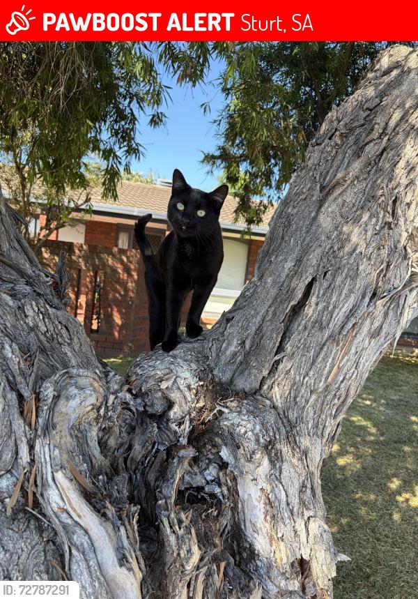 Lost Female Cat last seen Melbourne st, Sturt, SA 5047