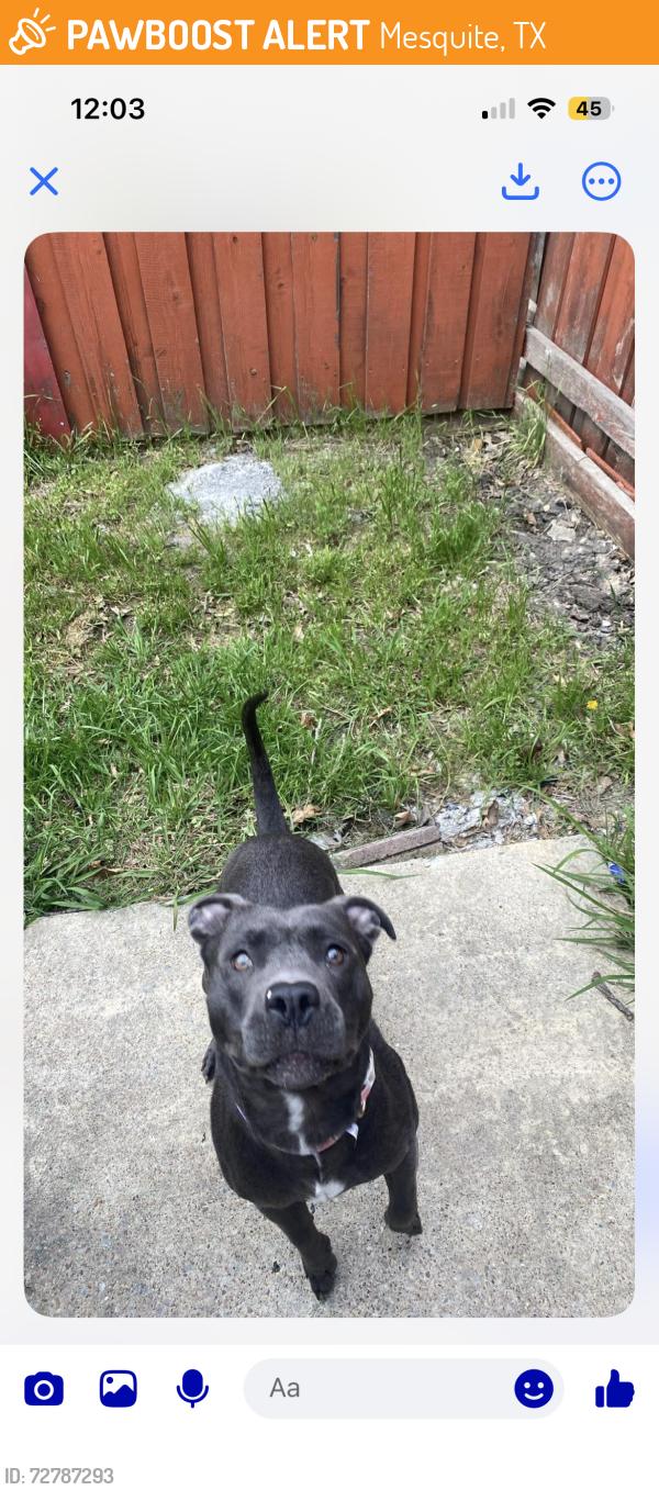 Found/Stray Female Dog last seen Gus Thommason , Mesquite, TX 75149
