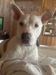 Lost Male Dog last seen Butler Park, Little Rock, AR 72212