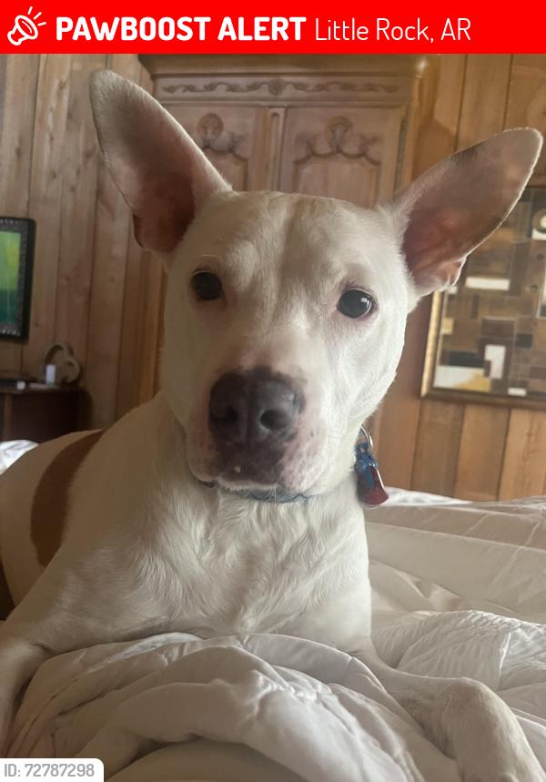 Lost Male Dog last seen Butler Park, Little Rock, AR 72212