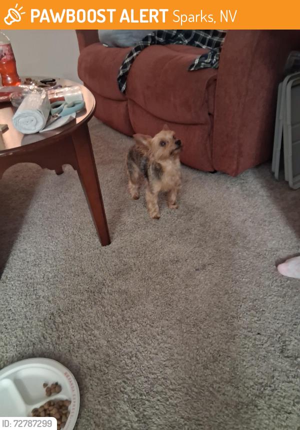 Found/Stray Unknown Dog last seen Maccaran, Sparks, NV 89434