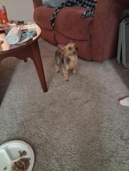 Found/Stray Unknown Dog last seen Maccaran, Sparks, NV 89434