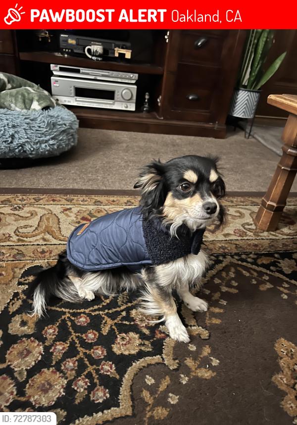 Lost Male Dog last seen 57th ave and Holway , Oakland, CA 94621