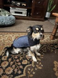 Lost Male Dog last seen 57th ave and Holway , Oakland, CA 94621