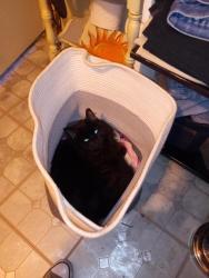 Lost Female Cat last seen Oleander and Athol, Fontana, CA 92335