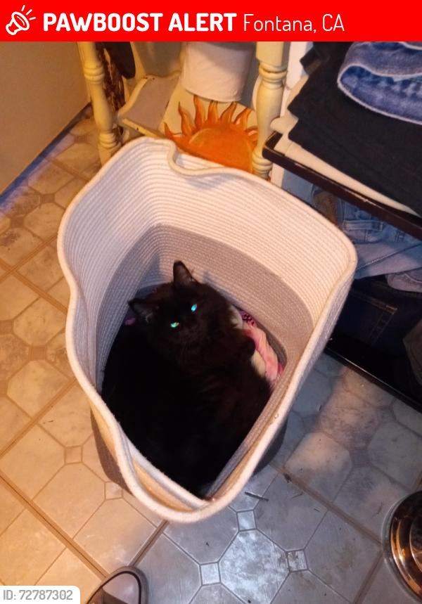 Lost Female Cat last seen Oleander and Athol, Fontana, CA 92335