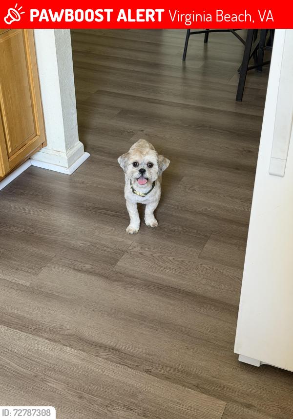Lost Female Dog last seen Midway manor military housing community , Virginia Beach, VA 23451