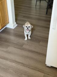 Lost Female Dog last seen Midway manor military housing community , Virginia Beach, VA 23451
