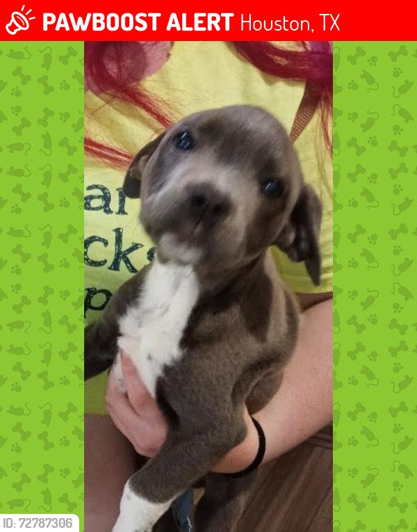 Lost Male Dog last seen Mustang Inn, Houston, TX 77090
