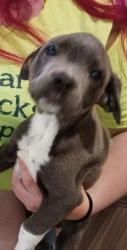 Lost Male Dog last seen Mustang Inn, Houston, TX 77090