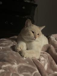 Lost Male Cat last seen Mount Vernon st and peppermint st near to the berry park in lemon grove , Lemon Grove, CA 91945
