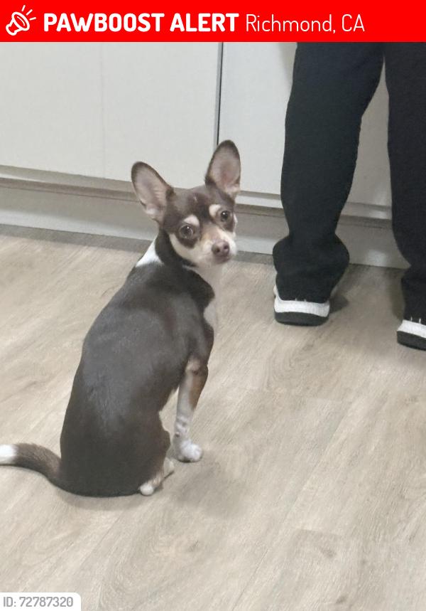 Lost Female Dog last seen Carlson blvd, Richmond, CA 94804