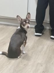 Lost Female Dog last seen Carlson blvd, Richmond, CA 94804