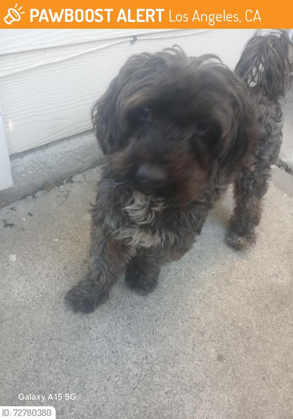 Found/Stray Male Dog last seen Mesa between  16 &17 San Pedro, Los Angeles, CA 90731