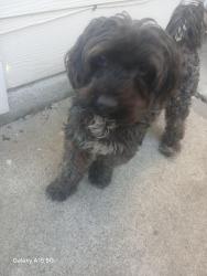 Found/Stray Male Dog last seen Mesa between  16 &17 San Pedro, Los Angeles, CA 90731