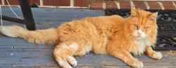 Found/Stray Unknown Cat last seen West Britt David road and Piper Street, Columbus, GA 31909