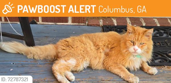 Found/Stray Unknown Cat last seen West Britt David road and Piper Street, Columbus, GA 31909
