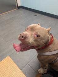 Lost Male Dog last seen Joslyn & Craigmont, Memphis, TN 38128