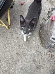 Lost Male Cat last seen Norwalk and Coolhurst, Whittier, CA 90606