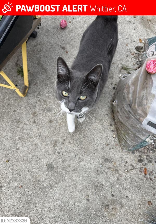 Lost Male Cat last seen Norwalk and Coolhurst, Whittier, CA 90606
