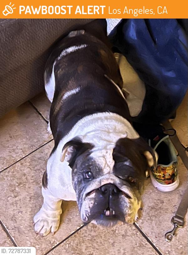 Found/Stray Male Dog last seen Manchester / Van ness , Los Angeles, CA 90301
