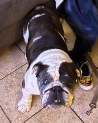 Found/Stray Male Dog last seen Manchester / Van ness , Los Angeles, CA 90301