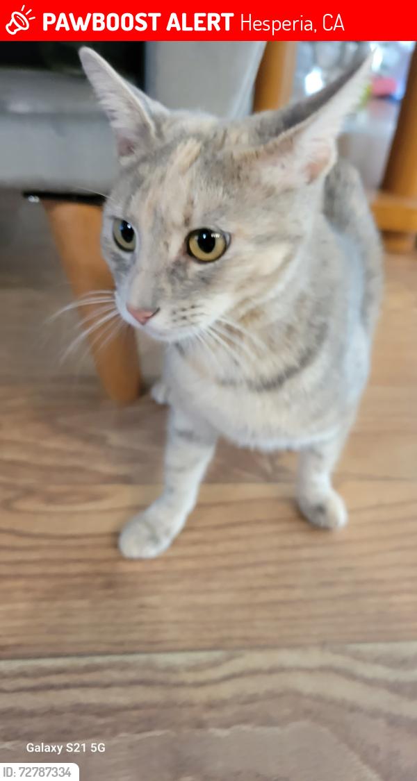 Lost Female Cat last seen Fairburn and Hasting, Hesperia, CA 92345