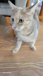 Lost Female Cat last seen Fairburn and Hasting, Hesperia, CA 92345