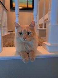 Lost Male Cat last seen Near whitewood, Murrieta, CA 92563
