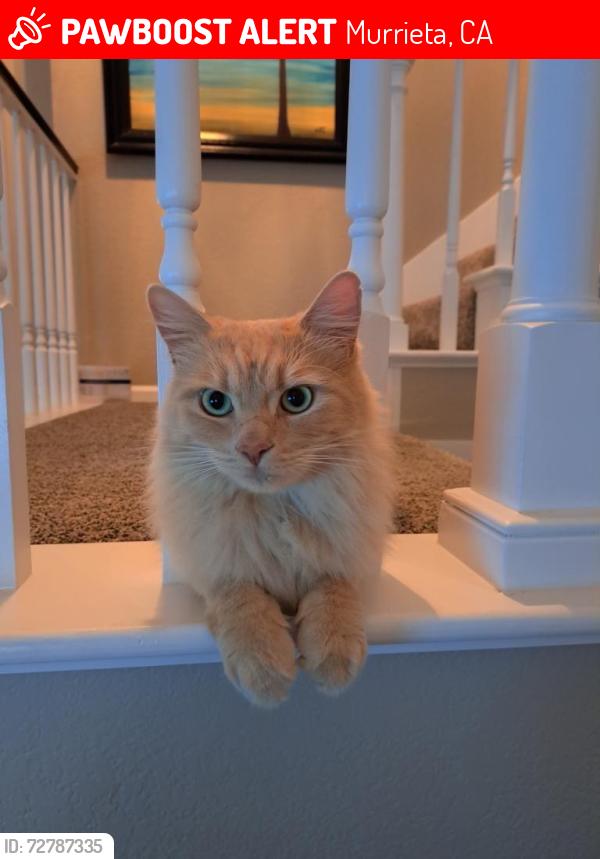 Lost Male Cat last seen Near whitewood, Murrieta, CA 92563