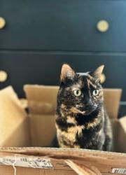 Lost Female Cat last seen Nelson Rd, Little River, SC 29566