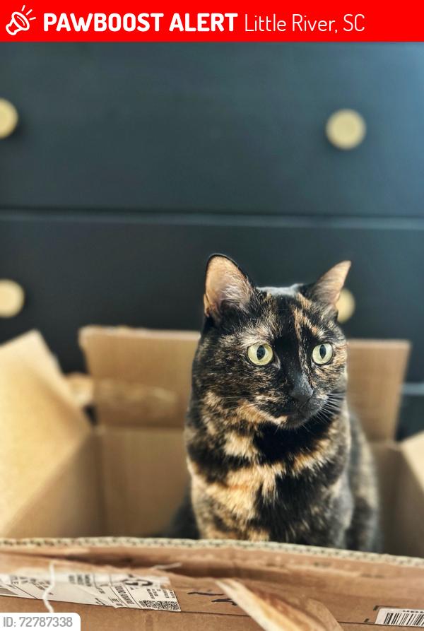 Lost Female Cat last seen Nelson Rd, Little River, SC 29566