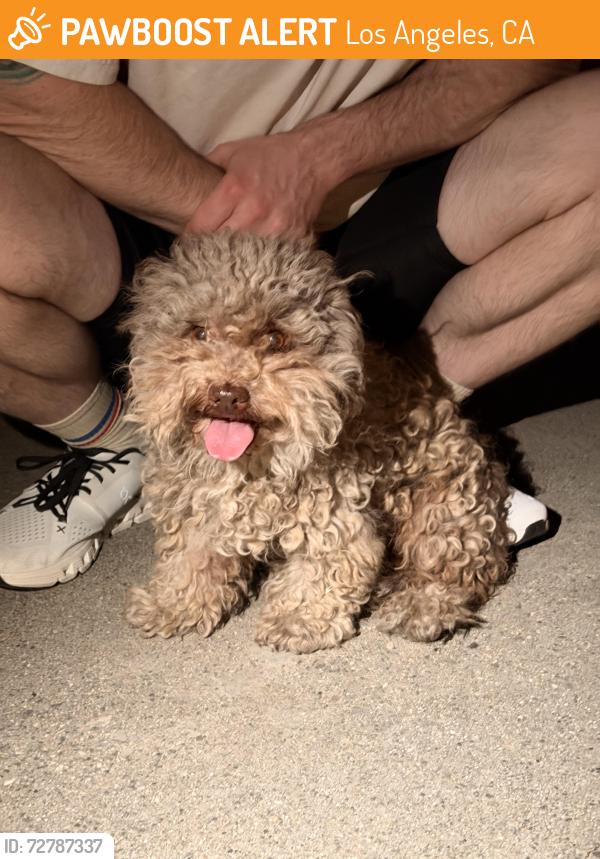 Found/Stray Male Dog last seen Echandia & Bridge, Prospect Park, Los Angeles, CA 90033