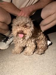 Found/Stray Male Dog last seen Echandia & Bridge, Prospect Park, Los Angeles, CA 90033