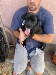 Found/Stray Female Dog last seen Olive st, Anaheim, CA 92805