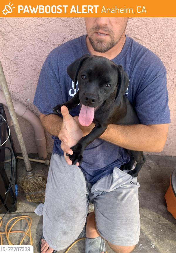 Found/Stray Female Dog last seen Olive st, Anaheim, CA 92805