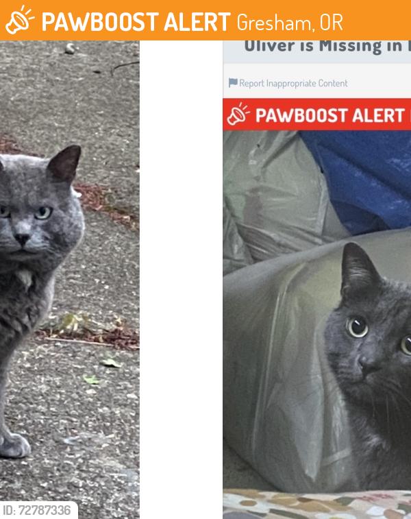 Found/Stray Male Cat last seen 182nd & 3rd St, Gresham, OR 97080