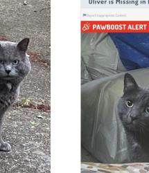 Found/Stray Male Cat last seen 182nd & 3rd St, Gresham, OR 97080
